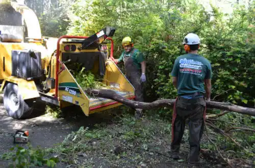 tree services Gilberts